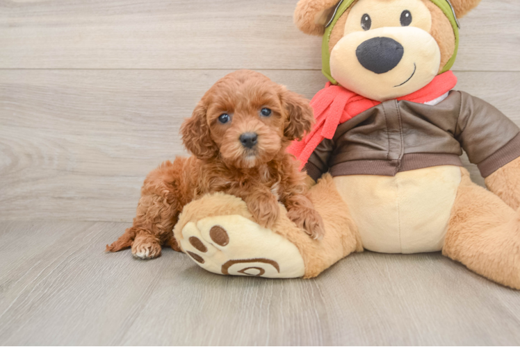Best Mini Goldendoodle Baby