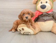 7 week old Mini Goldendoodle Puppy For Sale - Simply Southern Pups