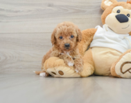 9 week old Mini Goldendoodle Puppy For Sale - Simply Southern Pups