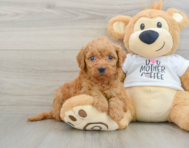 8 week old Mini Goldendoodle Puppy For Sale - Simply Southern Pups