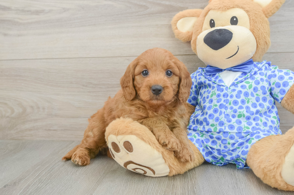 5 week old Mini Goldendoodle Puppy For Sale - Simply Southern Pups