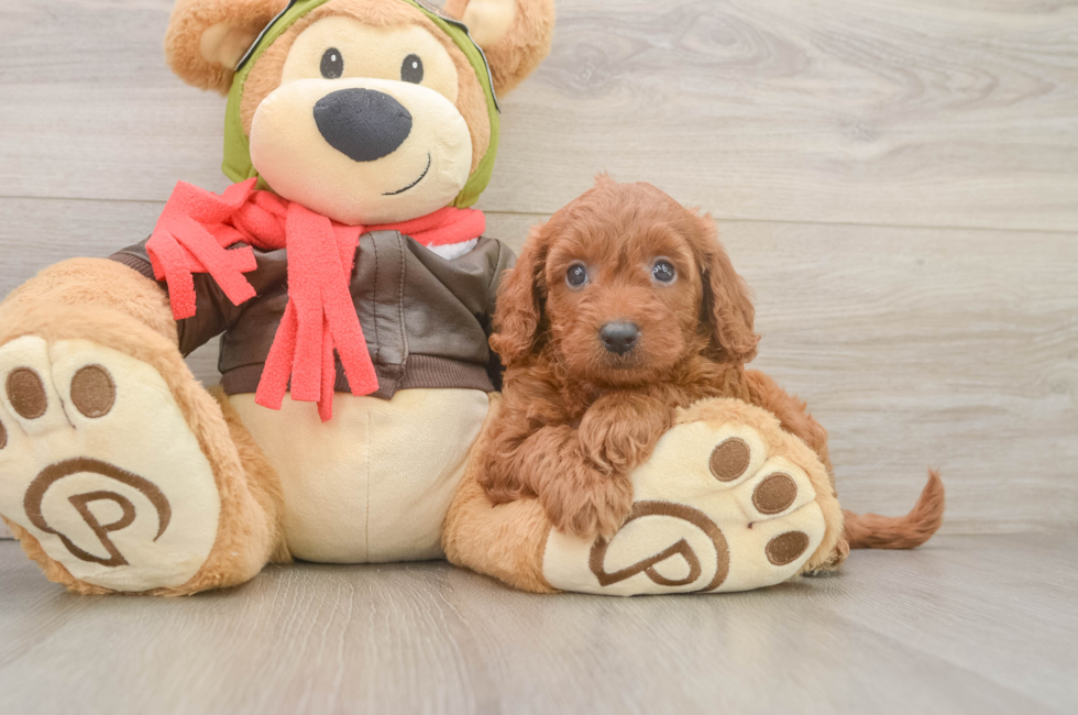 6 week old Mini Goldendoodle Puppy For Sale - Simply Southern Pups