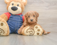 5 week old Mini Goldendoodle Puppy For Sale - Simply Southern Pups