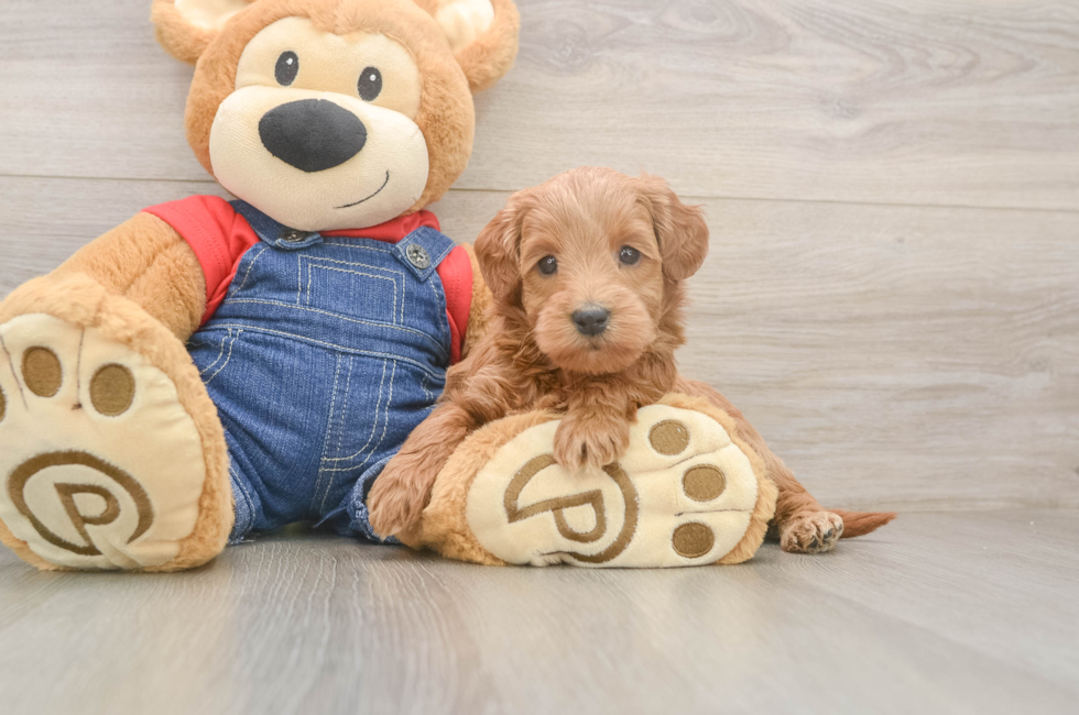 5 week old Mini Goldendoodle Puppy For Sale - Simply Southern Pups