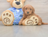 7 week old Mini Goldendoodle Puppy For Sale - Simply Southern Pups