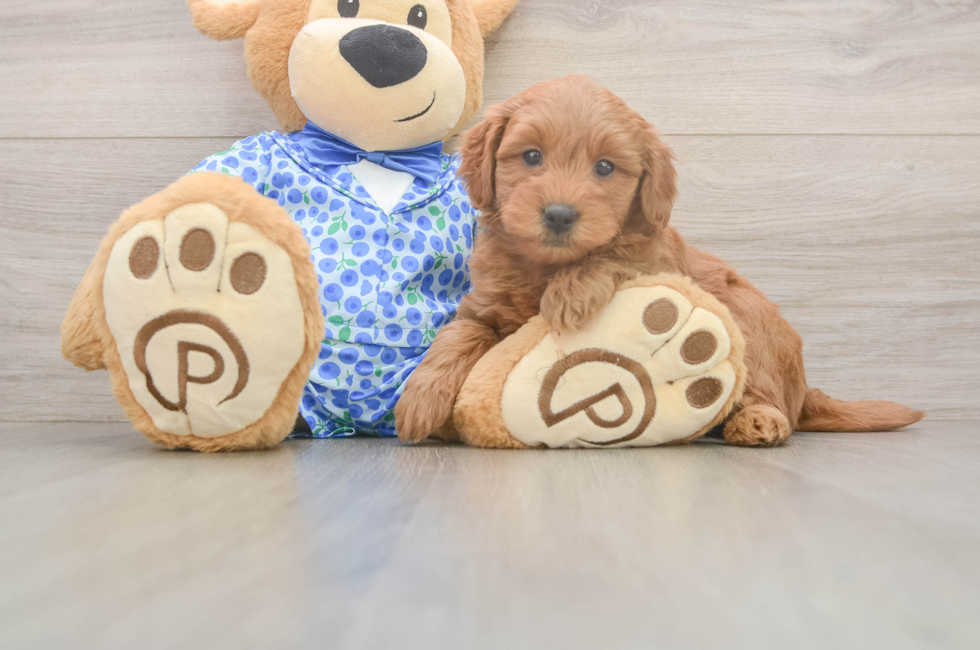6 week old Mini Goldendoodle Puppy For Sale - Simply Southern Pups