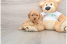 Mini Goldendoodle Puppy for Adoption