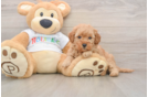 Mini Goldendoodle Puppy for Adoption