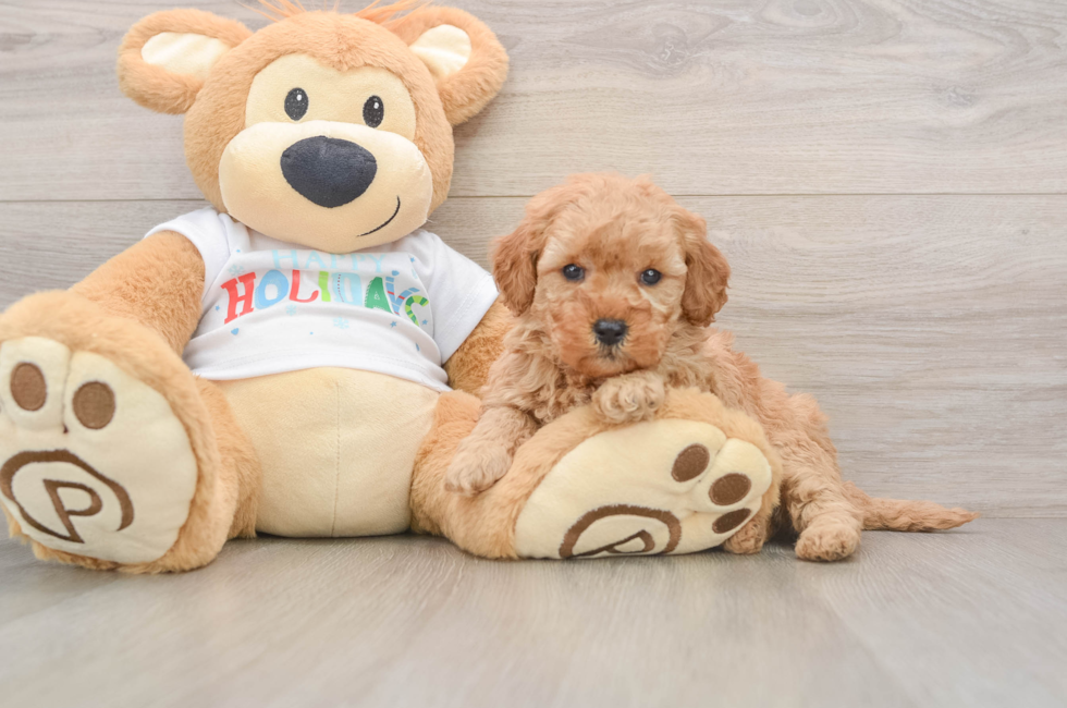 5 week old Mini Goldendoodle Puppy For Sale - Simply Southern Pups