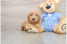 Mini Goldendoodle Puppy for Adoption