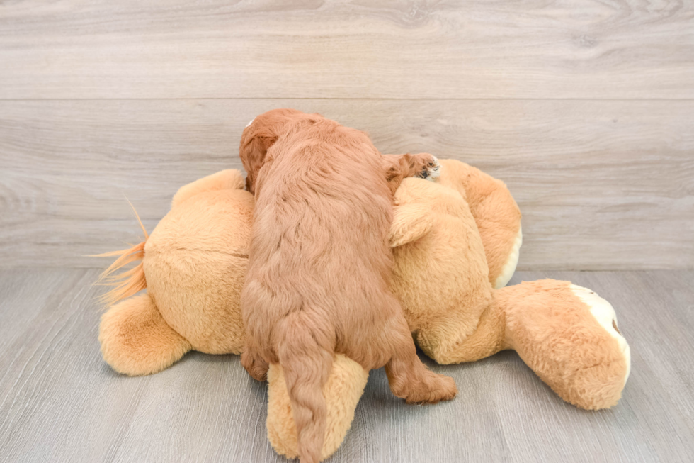 Mini Goldendoodle Puppy for Adoption