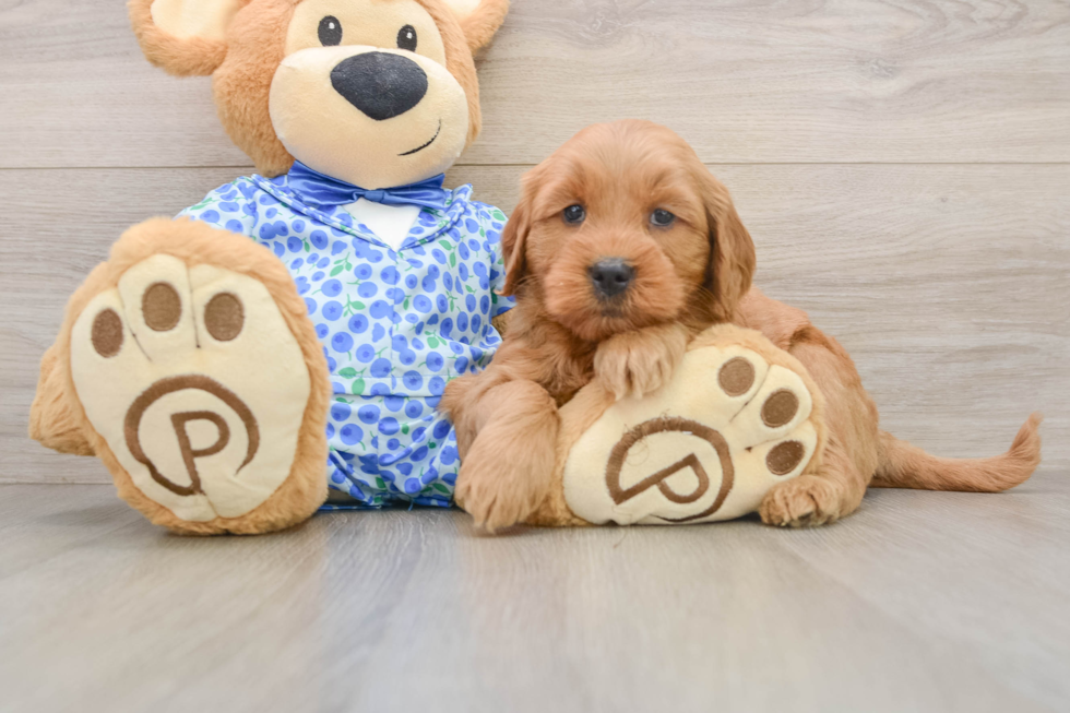 Popular Mini Goldendoodle Poodle Mix Pup