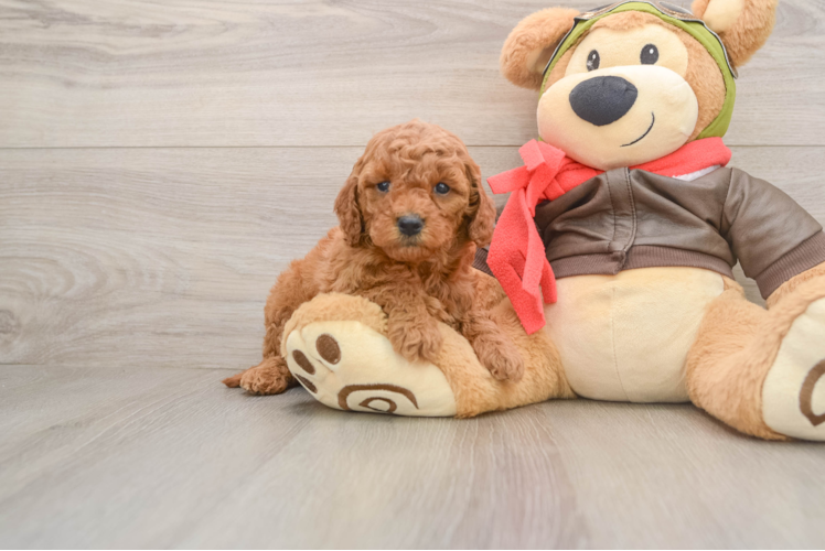 Adorable Golden Retriever Poodle Mix Poodle Mix Puppy
