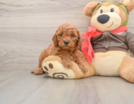 7 week old Mini Goldendoodle Puppy For Sale - Simply Southern Pups