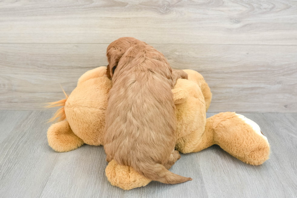 Energetic Golden Doodle Poodle Mix Puppy