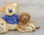 8 week old Mini Goldendoodle Puppy For Sale - Simply Southern Pups