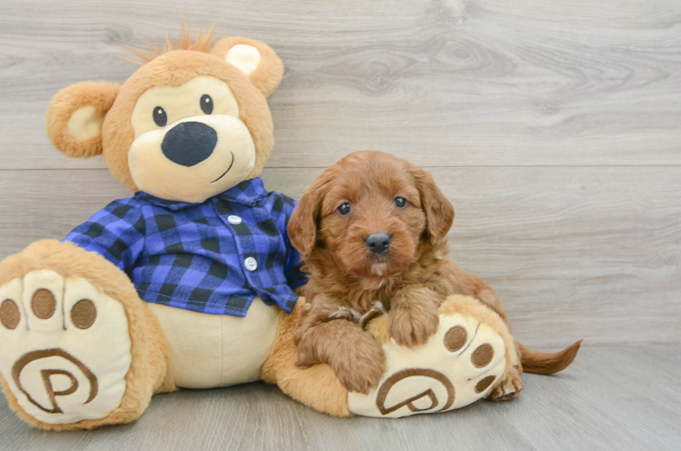 6 week old Mini Goldendoodle Puppy For Sale - Simply Southern Pups