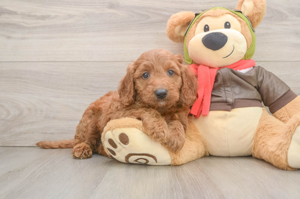 6 week old Mini Goldendoodle Puppy For Sale - Simply Southern Pups