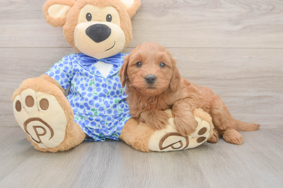 6 week old Mini Goldendoodle Puppy For Sale - Simply Southern Pups