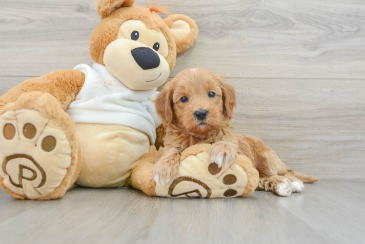 Cute Mini Goldendoodle Baby