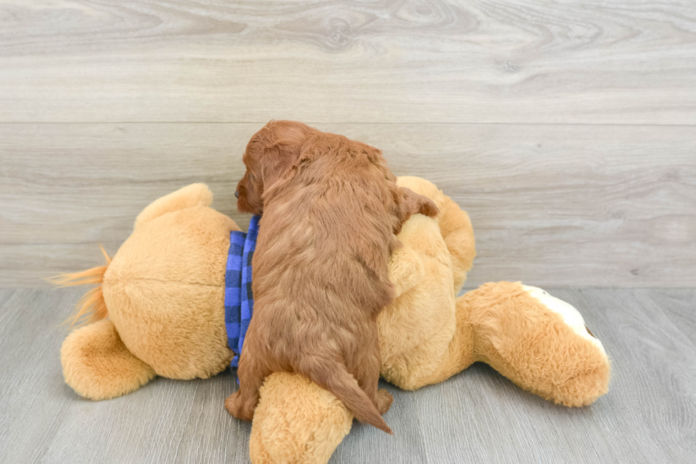 Petite Mini Goldendoodle Poodle Mix Pup