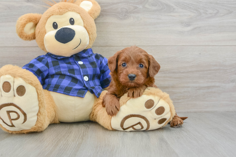 Smart Mini Goldendoodle Poodle Mix Pup