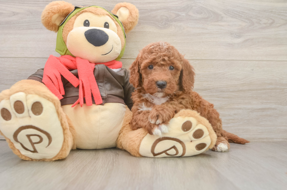 6 week old Mini Goldendoodle Puppy For Sale - Simply Southern Pups