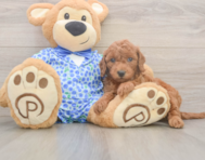 7 week old Mini Goldendoodle Puppy For Sale - Simply Southern Pups