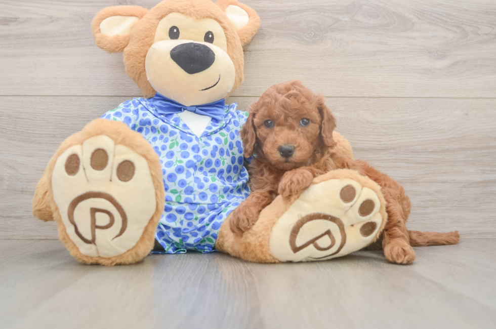 6 week old Mini Goldendoodle Puppy For Sale - Simply Southern Pups