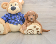 5 week old Mini Goldendoodle Puppy For Sale - Simply Southern Pups