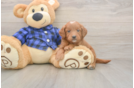Mini Goldendoodle Puppy for Adoption