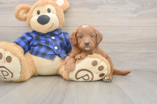 5 week old Mini Goldendoodle Puppy For Sale - Simply Southern Pups Mini Goldendoodle Puppy for Adoption