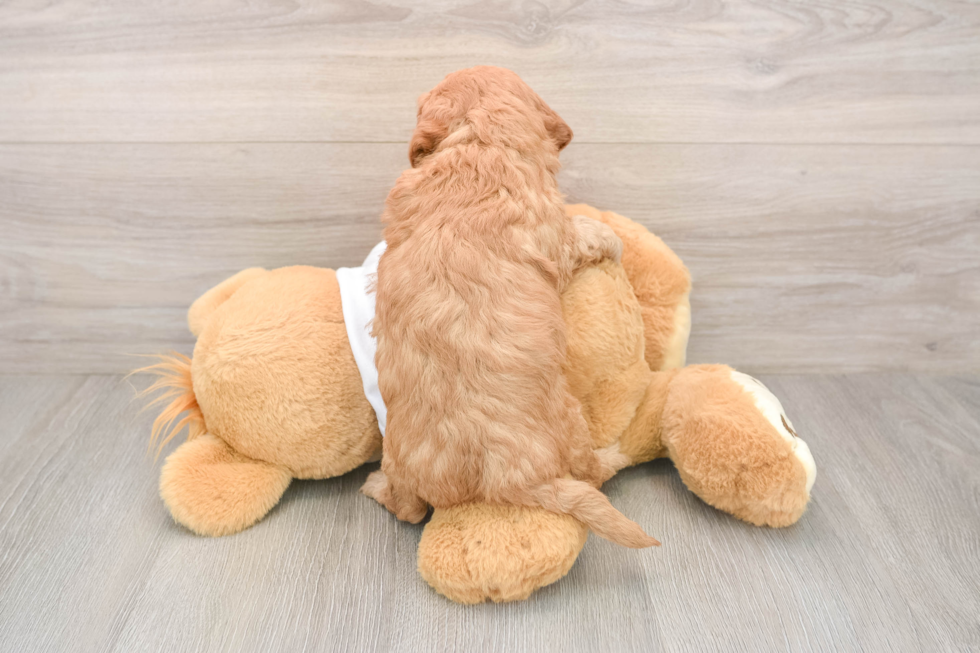Mini Goldendoodle Puppy for Adoption