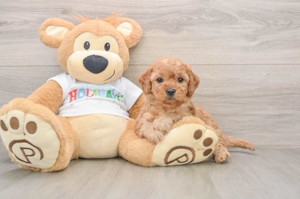 5 week old Mini Goldendoodle Puppy For Sale - Simply Southern Pups