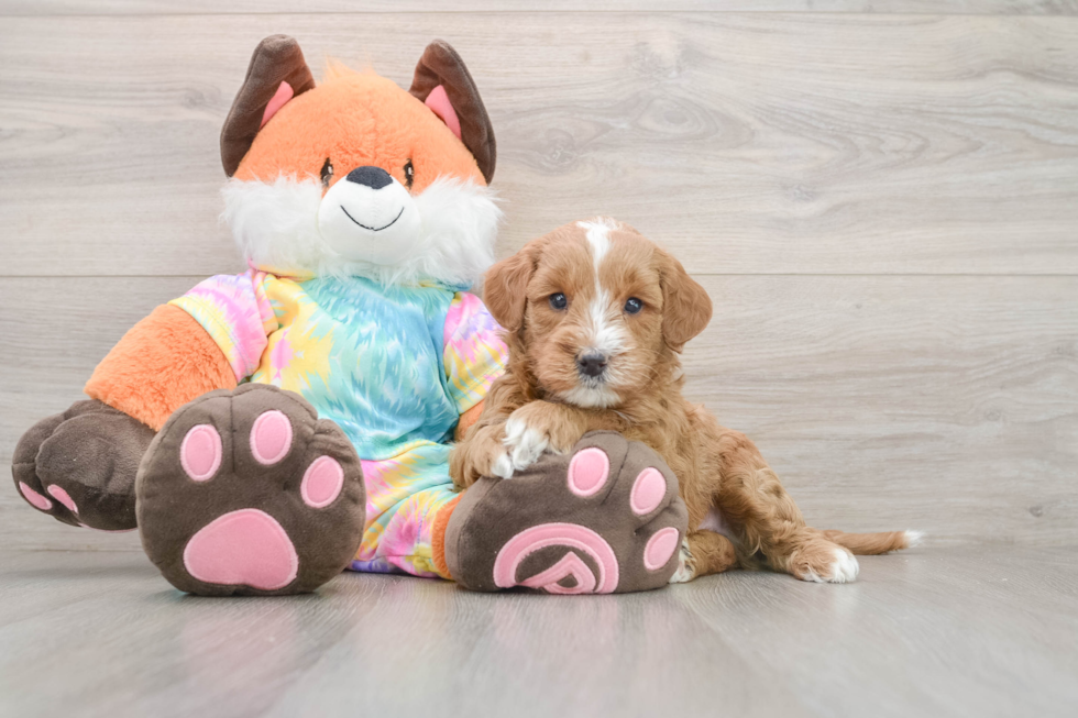 Mini Goldendoodle Puppy for Adoption