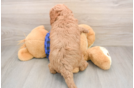 Smart Mini Goldendoodle Poodle Mix Pup