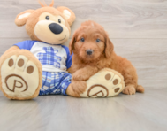 8 week old Mini Goldendoodle Puppy For Sale - Simply Southern Pups