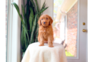 Best Mini Goldendoodle Baby