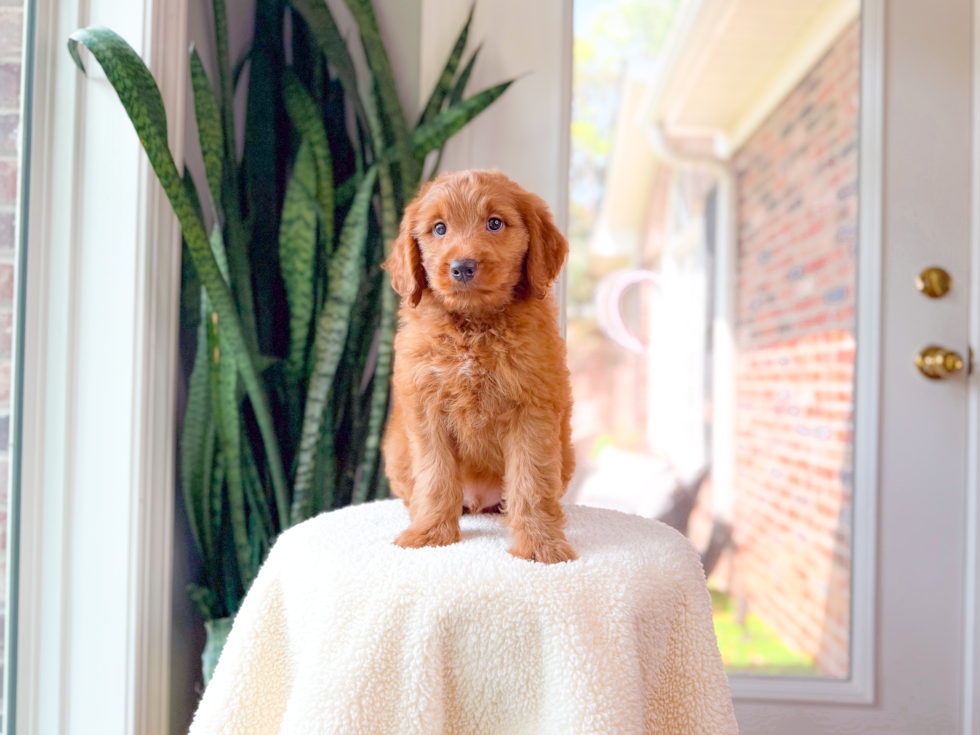 Best Mini Goldendoodle Baby