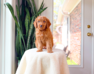 8 week old Mini Goldendoodle Puppy For Sale - Simply Southern Pups