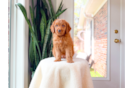 Cute Golden Doodle Poodle Mix Puppy