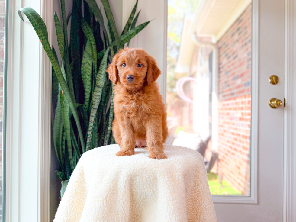 Cute Golden Doodle Poodle Mix Puppy