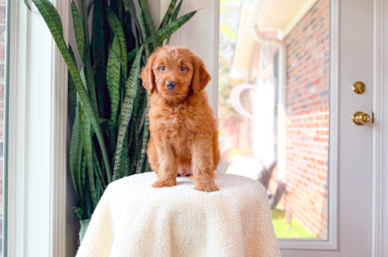 Cute Golden Doodle Poodle Mix Puppy