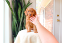 Cute Mini Goldendoodle Poodle Mix Pup