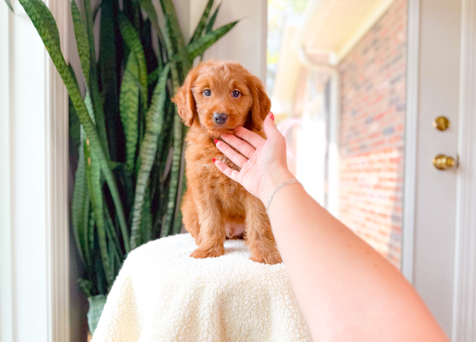 Cute Mini Goldendoodle Poodle Mix Pup