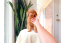 Cute Mini Goldendoodle Baby