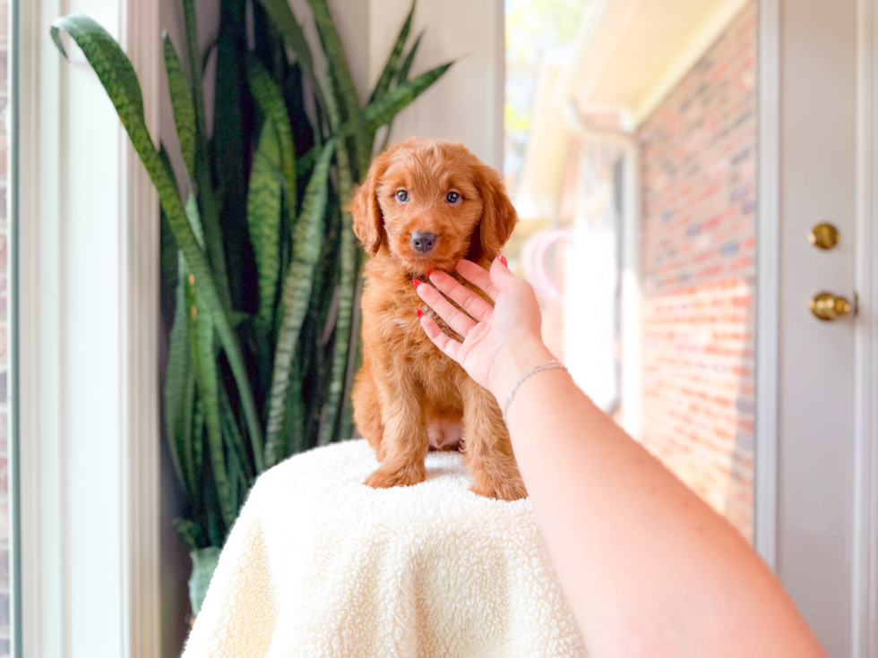 Cute Mini Goldendoodle Baby