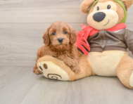 7 week old Mini Goldendoodle Puppy For Sale - Simply Southern Pups