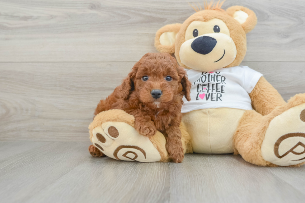 Mini Goldendoodle Pup Being Cute