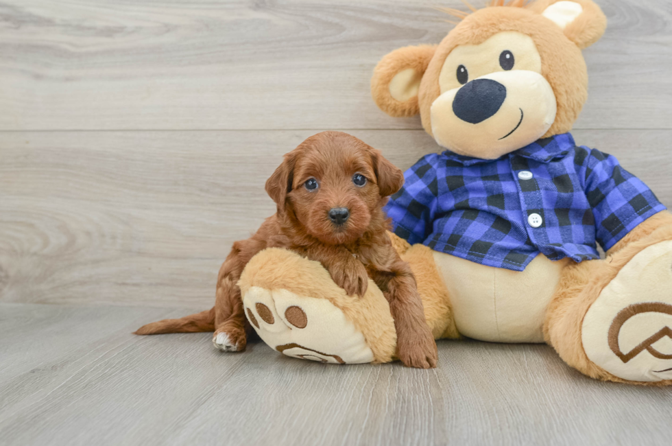 6 week old Mini Goldendoodle Puppy For Sale - Simply Southern Pups